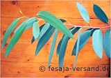 Eigenschaften fesaja-versand  / Schnee - Eukalyptus / Eucalyptus pauciflora (Saatgut, Samen)