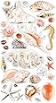 Sticko Sea Shells and Sand Stickers