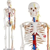 Skelett Modell mit Nerven, Blutgefäßen und Gehirn - Anatomie Modell