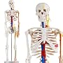Squelette Humain avec son r�seau de nerfs, vaissea&hellip de Anatomie France