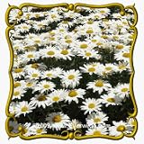1 Oz Shasta Daisy (Chrysanthemum maximum) Bulk Wildflower Seeds