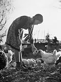 Small Flock of Chickens in Swiss Farmyard Being Fed by Girl of the Farm Family Photographic Poster Print by Yale Joel, 12×16