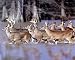 Herd Of Deer Crossing Lake Hunting Art Poster Print - 20 X 16