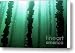 Thau pond oyster and mussels Canvas Print / Canvas Art - Artist Sami Sarkis