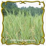 1 Oz Upland Wild Timothy (Muhlenbergia racemosa) Bulk Seeds