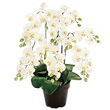 MAGIQ 東京堂 上質な造花 ピュアオーキッド  ミニ5本立  ホワイト ZV007400-001