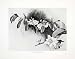 1906 Print Barteria Nigritiana Liberia Africa Flower Plant Harry H. Johnston Art - Original Halftone Print