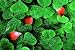 Petals of Camelia Flower on Oxalis Leaves after Rain - 24