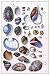 Art Poster, Shells: Gasteropoda and Trachelipoda - 18.75 x 27.5