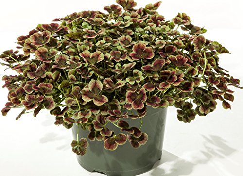 Red & Green Glow Shamrock 4 Leaf Clover -Trifolium - Indoors or Out - 4