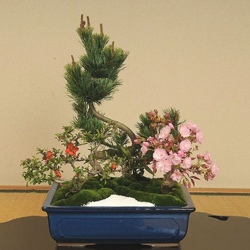 盆栽：桜・五葉松寄せ
