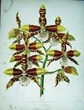 1885 Gardening Odontoglossum Grande Plant Flower