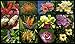 Hawaii Flowers Calendar 2016 - Hawaii island tropical flowers - beautiful photographs