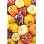 Sweet Bell Pepper 50 Seeds - Red, Gold, Purple, Orange, White