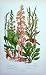 C1870 Anne Pratt Plants Twayblade Goodyera Flowers