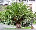 Canary Island Date Palm 15 Seeds Phoenix
