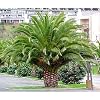Canary Island Date Palm 15 Seeds Phoenix