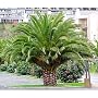 Canary Island Date Palm 15 Seeds Phoenix