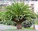 Canary Island Date Palm 15 Seeds Phoenix
