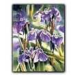 Wild Iris - Gift Enclosure Cards (set of 12)