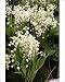 Photographic Prints of Lily of the Valley from Ros Drinkwater