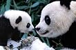 Panda Bears (Mother and Cub) Art Poster Print - 24" X 36"