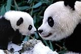 Panda Bears (Mother and Cub) Art Poster Print - 24