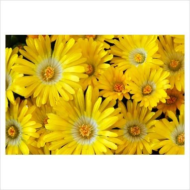 100 Gelato YELLOW ICE PLANT MESEMBRYANTHEMUM DAISY Livingstone Flower Seeds