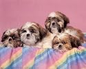 Baby Shih Tzu Puppy Dog and Puppies 16x20 Art Print