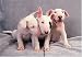 Bull Terrier 300 Piece Jigsaw Puzzle (07)