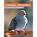 Colombes, Tourterelles : Et autres petits colombid�s