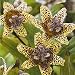 Toad Lily Yellow Sunrise