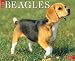 Just Beagles 2007 Calendar (Just)