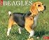 Just Beagles 2007 Calendar (Just)