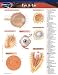Book Eye & Ear (Life Sciences)