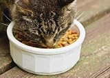 Cat Eating - 18W x 13H - Peel and Stick Wall Decal by Wallmonkeys