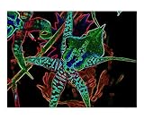 glowing Photographic Poster Print by Jason Poellot, 10x8