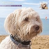 Havanese 18 Month 2016 Traditional Wall Calendar