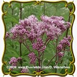 Joe Pye Weed (Eupatorium maculatum) Jumbo Wildflower Seed Packet - 2000 Seeds