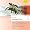 Amazon MP3: Händel: Alexander's Feast, HWV 75 bei MP3-Downloads zum Namen: 51KQaSEV6TL._SL30_