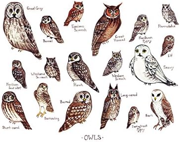 Owls of North America Field Guide Art Print
