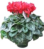 花由 大きくて華やか ボリュームたっぷり シクラメン6号 華やかレッド【12/15-17お届け】（生花 鉢植え 鉢花 花鉢）【フラワーギフト お歳暮 贈り物】