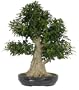 Brussel's ST4002TF-A Taiwan Ficus Specimen Tree