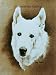 German Shepherd - Portrait by Cindy Farmer, White