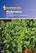 Pfefferminze mehrj�hrig