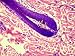 Columnar Epithelium X400 Hair Follicle Photomic Photographic Poster Print, 16x12