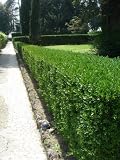 100X BOX (BUXUS) Hedging , Hedges, Hedging- 20-30cm - BAREROOT