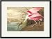 Black Framed/Matted Print 17x23, Roseate Spoonbill