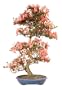 Brussel's Satsuki Azalea Specimen Bonsai