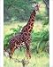Photographic Print of Giraffe, Giraffa from Danita Delimont
